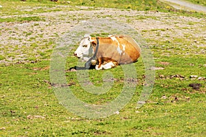 Brown and White Dairy Cow with Cowbell on a Mountain Pasture - Alps Austria