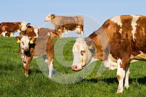 Brown and white dairy cows, calwes and bulls