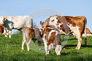 Brown and white dairy cows, calwes and bulls