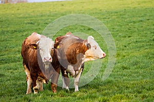 Brown and white dairy cows, calwes and bulls