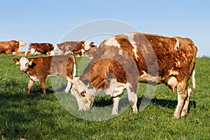 Brown and white dairy cows, calwes and bulls