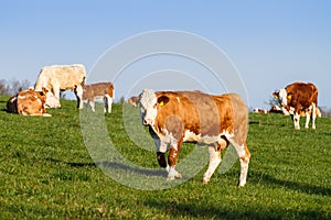 Brown and white dairy cows, calwes and bulls