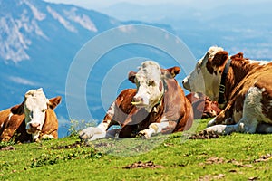 Brown and White Dairy Cows with Cowbell on a Mountain Pasture - Alps Austria