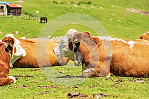 Brown and White Dairy Cows with Cowbell on a Mountain Pasture - Alps Austria