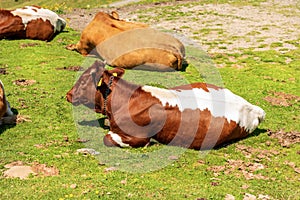 Brown and White Dairy Cows with Cowbell on a Mountain Pasture - Alps Austria