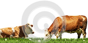 Brown and White Dairy Cows on a Green Pasture Isolated on White Background