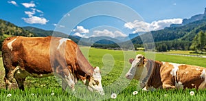 Brown and White Dairy Cows on a Mountain Green Pasture