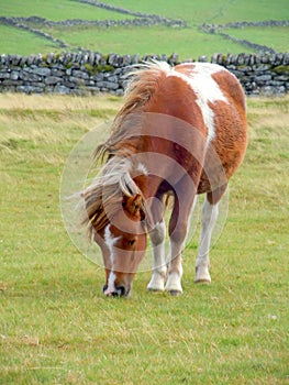 Brown and white Dartmoor pony grazing on moorland