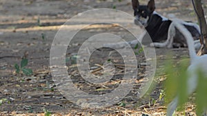 Brown and white dog barking.