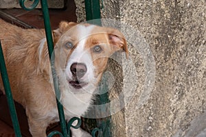 Brown and white dog with head through metal railings in garden gate.