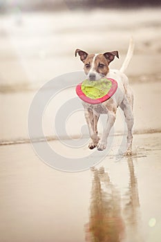 Brown and white dog running along edge of water with frisbee disk