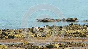Brown and white dog running along a rocky coast