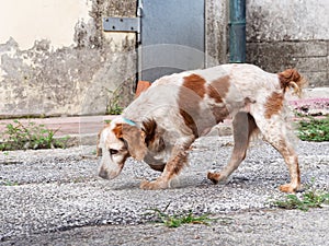 Brown and white dog, slightly scruffy, old and sad, in urban set