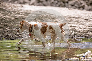 Brown and white dog walking in water
