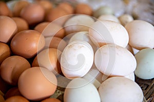 Brown and White Eggs