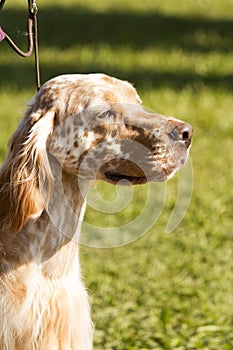 Brown and white English Setter with head raised