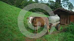 Brown and white-faced calf on farm. Theme agricultural, farming and animal husbandry in Germany. Little cow in pasture