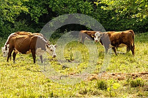 Brown White Faced Cows in a Rural Field.
