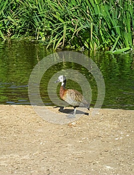 Brown white-faced whistling duck (Dendrocygna viduata)