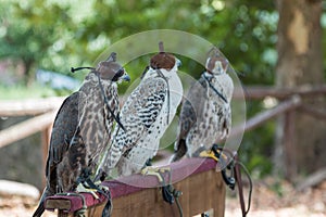 Brown and White Falcons in Line with Leather Hooded