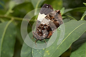 A brown and white falter in side and front view sitting on a leaf with half open wings