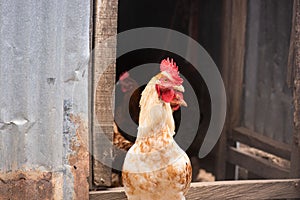 A brown and white feathered local free range male rooster rural chicken