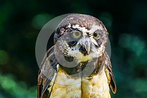 Brown White Feathers Spectacled Owl Looking