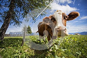 Brown and White flecked Cows in the European Alps