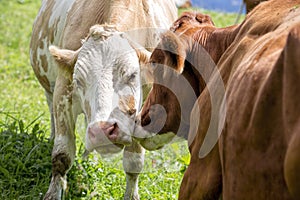 Brown and White flecked Cows in the European Alps