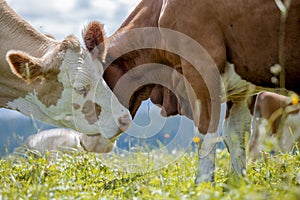 Brown and White flecked Cows in the European Alps