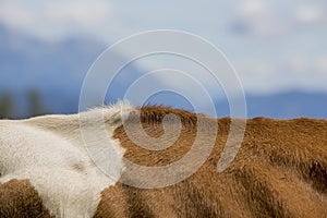 Brown and White flecked Cows in the European Alps