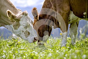 Brown and White flecked Cows in the European Alps