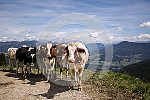 Brown and White flecked Cows in the European Alps