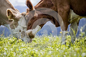 Brown and White flecked Cows in the European Alps