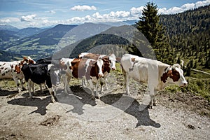 Brown and White flecked Cows in the European Alps