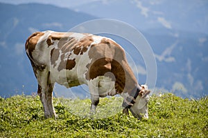 Brown and White flecked Cows in the European Alps