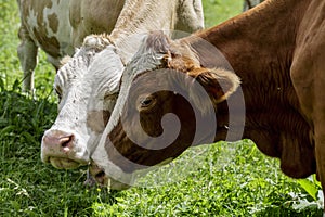 Brown and White flecked Cows in the European Alps