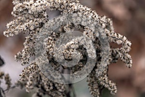 A brown-and-white flower of dried grass covered with morning frost in the fall