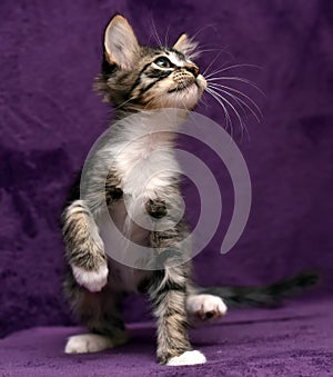 Brown with white fluffy kitten