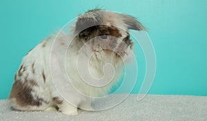 brown and white fluffy lionhead bunny rabbit face right portrait