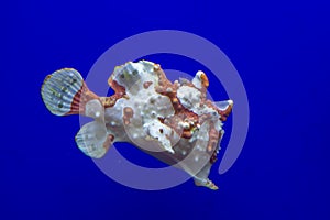 Brown and white frog fish