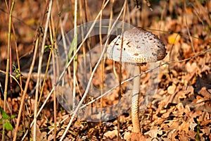 Brown and white fungus grows on the ground among the leaves.