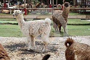 A brown and a white furry Alpaca with others behind.