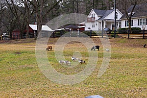 Brown and white geese and small brown horses grazing on green and yellow grass on the farm