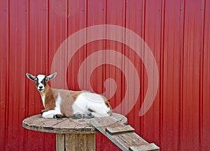 Brown and white goat on spool table