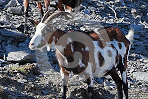 Brown white goat, stony background. Capra aegagrus hircus.