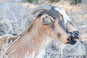 a brown and white goat with very large horns standing in dry grass