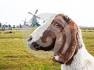 Brown and white goat with windmills