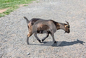 Brown white goats