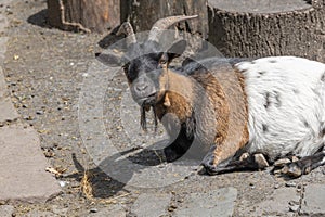 brown white goats on pasture
